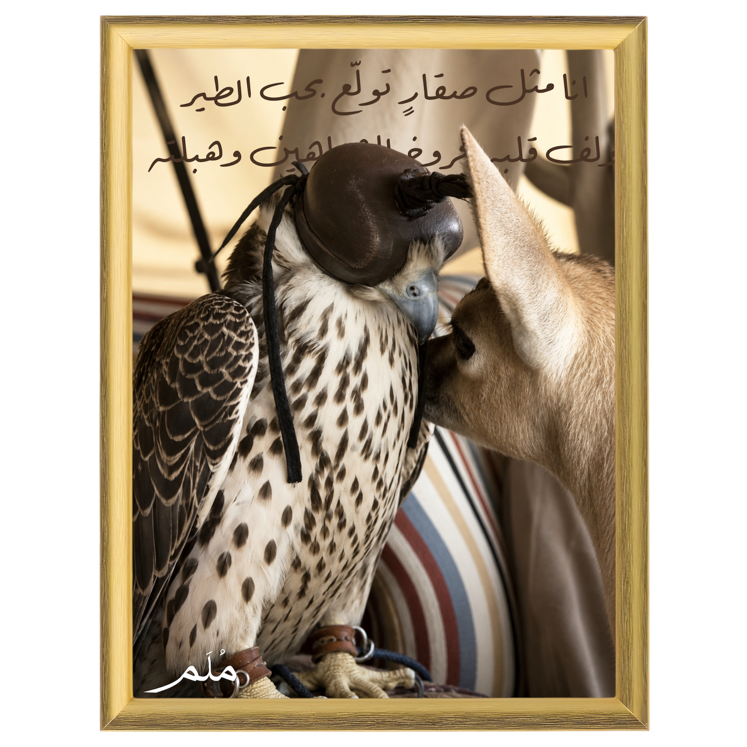طير -1